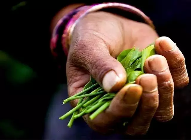 如存茶——光芒普洱茶AG真人国际存钱不